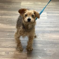 Shelter Stray Male Dog last seen Near Shady Lane, El Cajon, CA, 92021, 5500 Gaines St, San Diego, CA 92110, USA