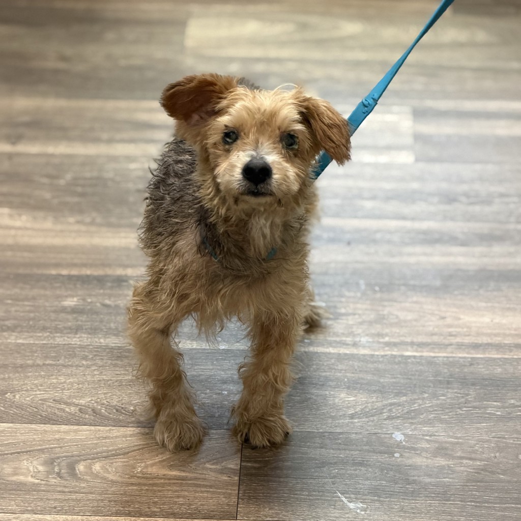 Shelter Stray Male Dog last seen Near Shady Lane, El Cajon, CA, 92021, 5500 Gaines St, San Diego, CA 92110, USA
