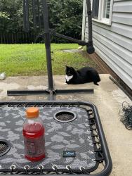 Lost Male Cat last seen MT Calm, Upper Arlington, OH 43221