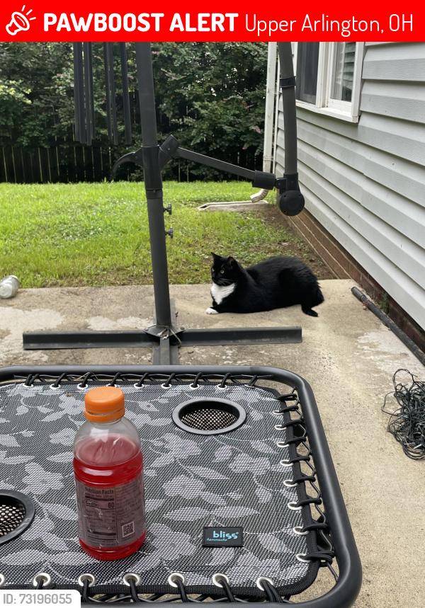 Lost Male Cat last seen MT Calm, Upper Arlington, OH 43221