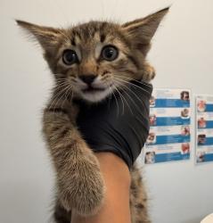 Shelter Stray Female Cat last seen Near Governor Drive, San Diego, CA, 92122, 5500 Gaines St, San Diego, CA 92110, USA