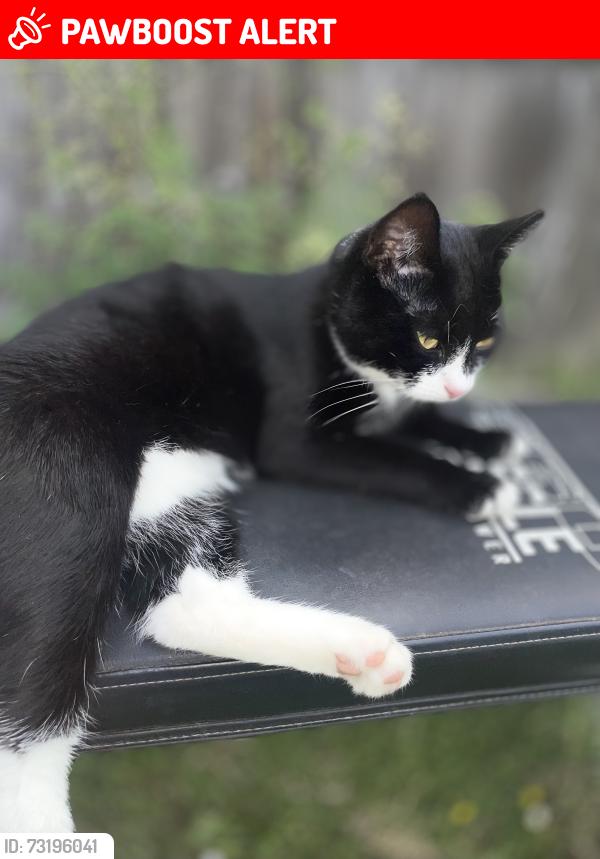 Lost Female Cat last seen Hartford Avenue, Greater London, England HA3 8SY