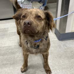 Shelter Stray Female Dog last seen Orange Avenue, San Diego, CA, 92115, 5500 Gaines St, San Diego, CA 92110, USA