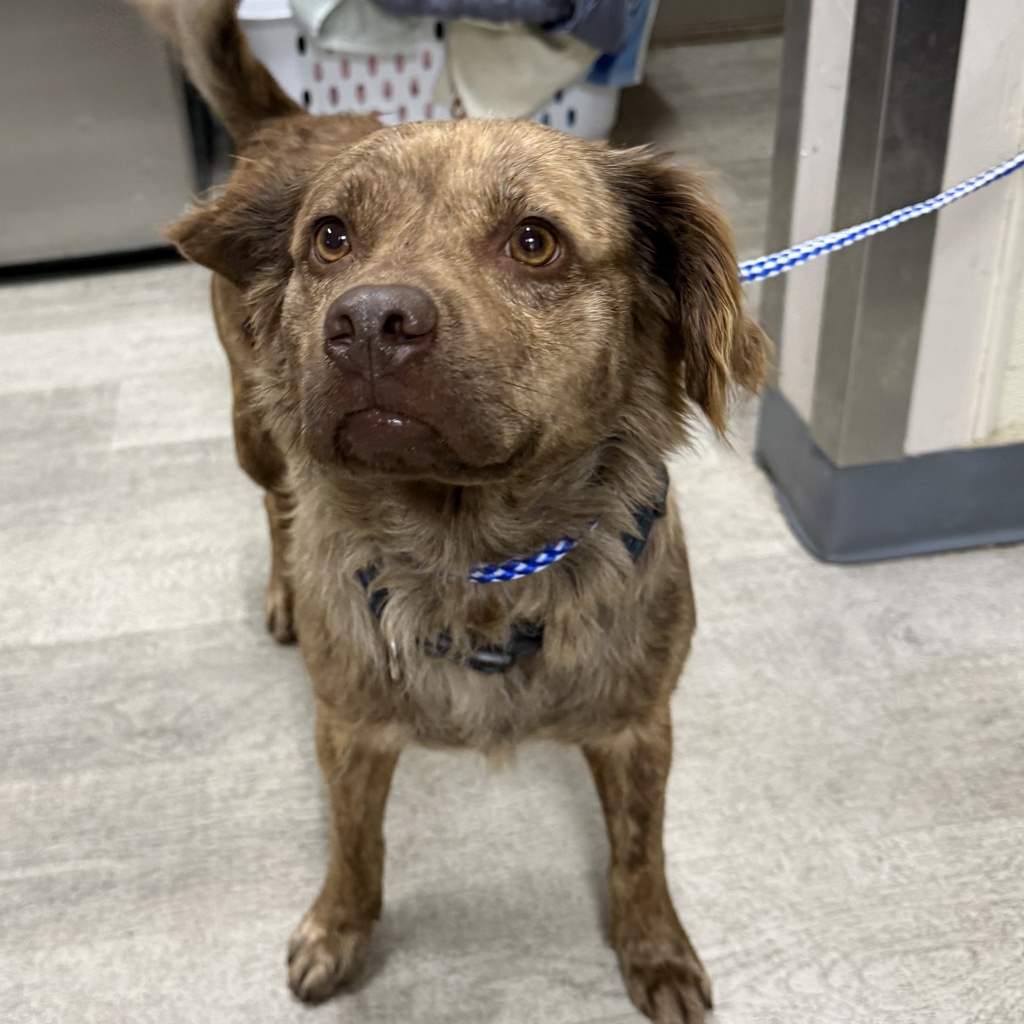 Shelter Stray Female Dog last seen Orange Avenue, San Diego, CA, 92115, 5500 Gaines St, San Diego, CA 92110, USA