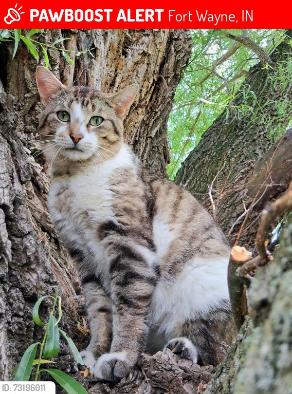 Lost Male Cat last seen Next to Michael's parking lot in that woods 10240 Maysville Rd, Fort Wayne, IN 46835, Fort Wayne, IN 46815