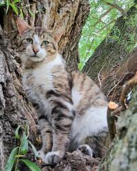 Lost Male Cat last seen Next to Michael's parking lot in that woods 10240 Maysville Rd, Fort Wayne, IN 46835, Fort Wayne, IN 46815