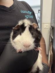Shelter Stray Male Other last seen Near Garnet Avenue, San Diego, CA, 92109, 5500 Gaines St, San Diego, CA 92110, USA