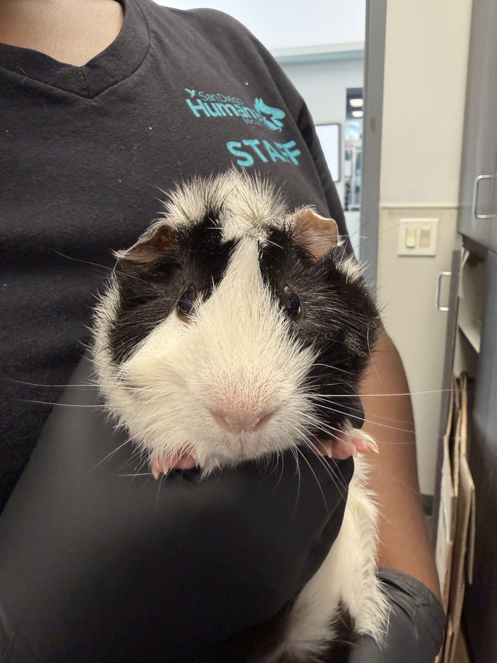 Shelter Stray Male Other last seen Near Garnet Avenue, San Diego, CA, 92109, 5500 Gaines St, San Diego, CA 92110, USA