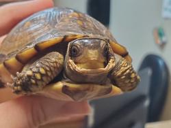 Shelter Stray Unknown Reptile last seen Near Catalpa Road, Carlsbad, CA, 92011, Oceanside, CA 92058, USA