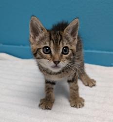 Shelter Stray Female Cat last seen Near W San Ysidro Boulevard, San Diego, CA, 92173, 5500 Gaines St, San Diego, CA 92110, USA