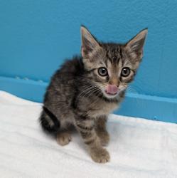 Shelter Stray Female Cat last seen Near W San Ysidro Boulevard, San Diego, CA, 92173, 5500 Gaines St, San Diego, CA 92110, USA