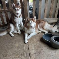 Reunited Male Dog last seen Nothline, Houston, TX 77037