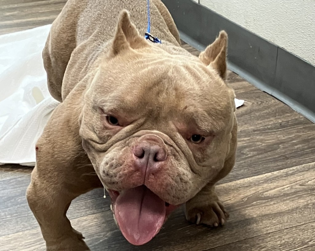 Shelter Stray Male Dog last seen Near Kearny Villa Road, San Diego, CA, 92123, 5500 Gaines St, San Diego, CA 92110, USA
