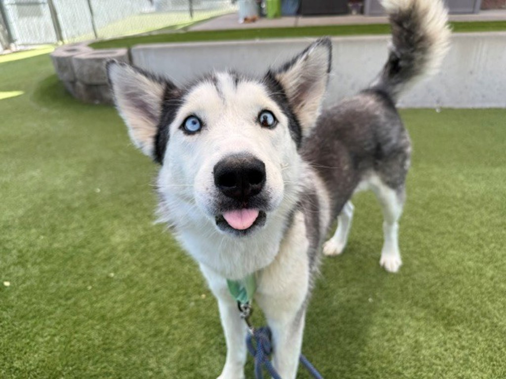 Shelter Stray Female Dog last seen Near W North Temple Street, SALT LAKE CITY, UT, 84103, 511 W 3900 S, Salt Lake City, UT 84123, USA