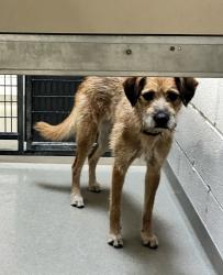 Shelter Stray Female Dog last seen Near S Rio Grande Street, SALT LAKE CITY, UT, 84101, 511 W 3900 S, Salt Lake City, UT 84123, USA