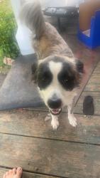 Found/Stray Male Dog last seen Lois street, Cleveland, TN 37311