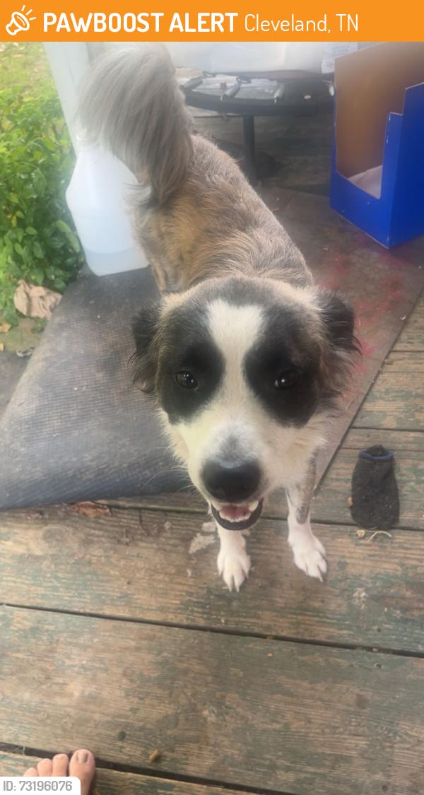 Found/Stray Male Dog last seen Lois street, Cleveland, TN 37311