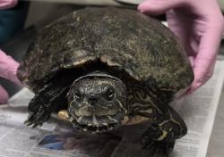Shelter Stray Male Reptile last seen Near High Rise Way, Santee, CA, 92071, El Cajon, CA 92020, USA