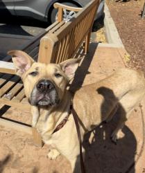 Shelter Stray Male Dog last seen Near calle Tortuosa, San Diego, CA, 92139, 5500 Gaines St, San Diego, CA 92110, USA
