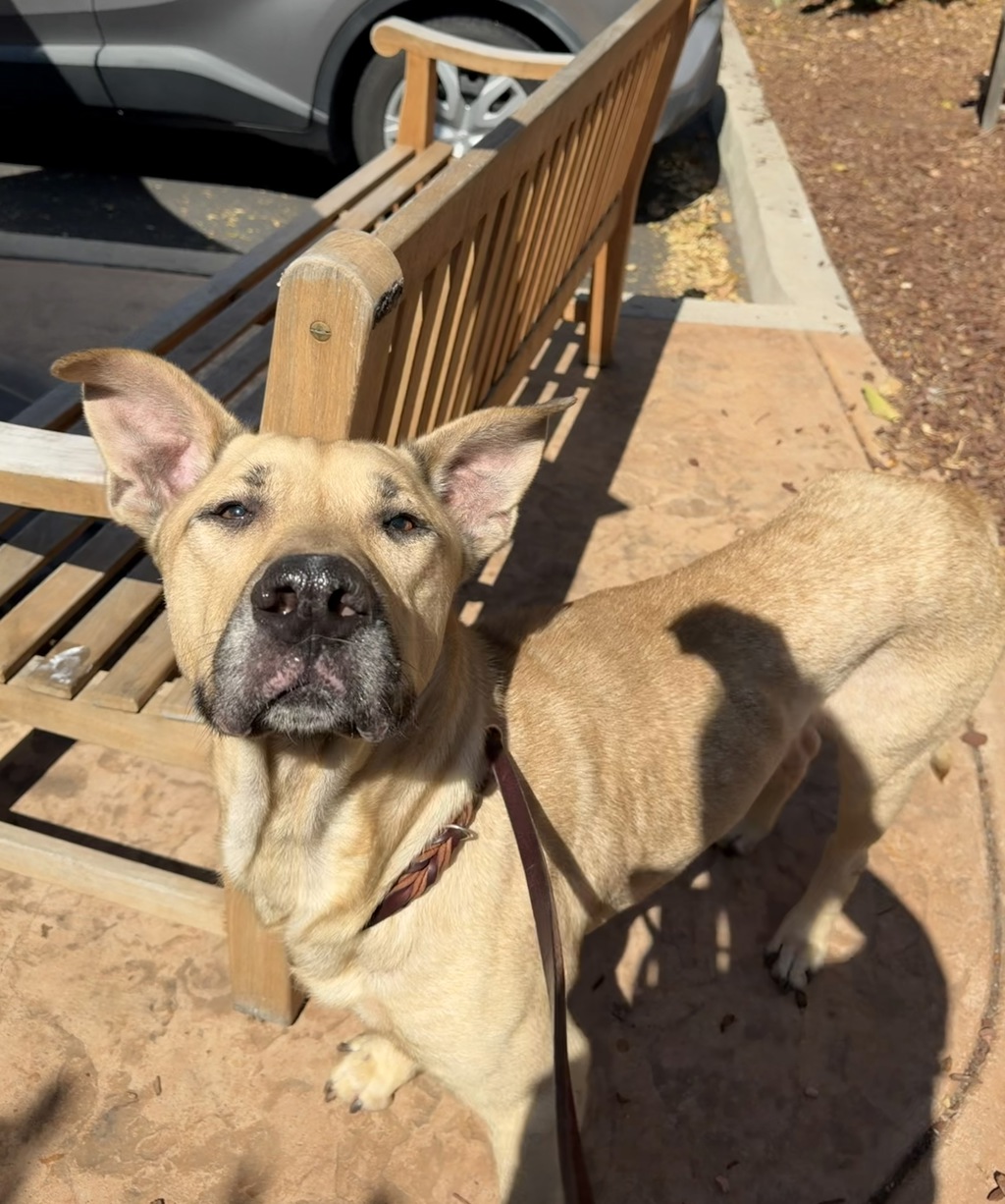 Shelter Stray Male Dog last seen Near calle Tortuosa, San Diego, CA, 92139, 5500 Gaines St, San Diego, CA 92110, USA