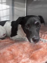 Shelter Stray Male Dog last seen Near 70th Street, La Mesa, CA, 91942, 5500 Gaines St, San Diego, CA 92110, USA