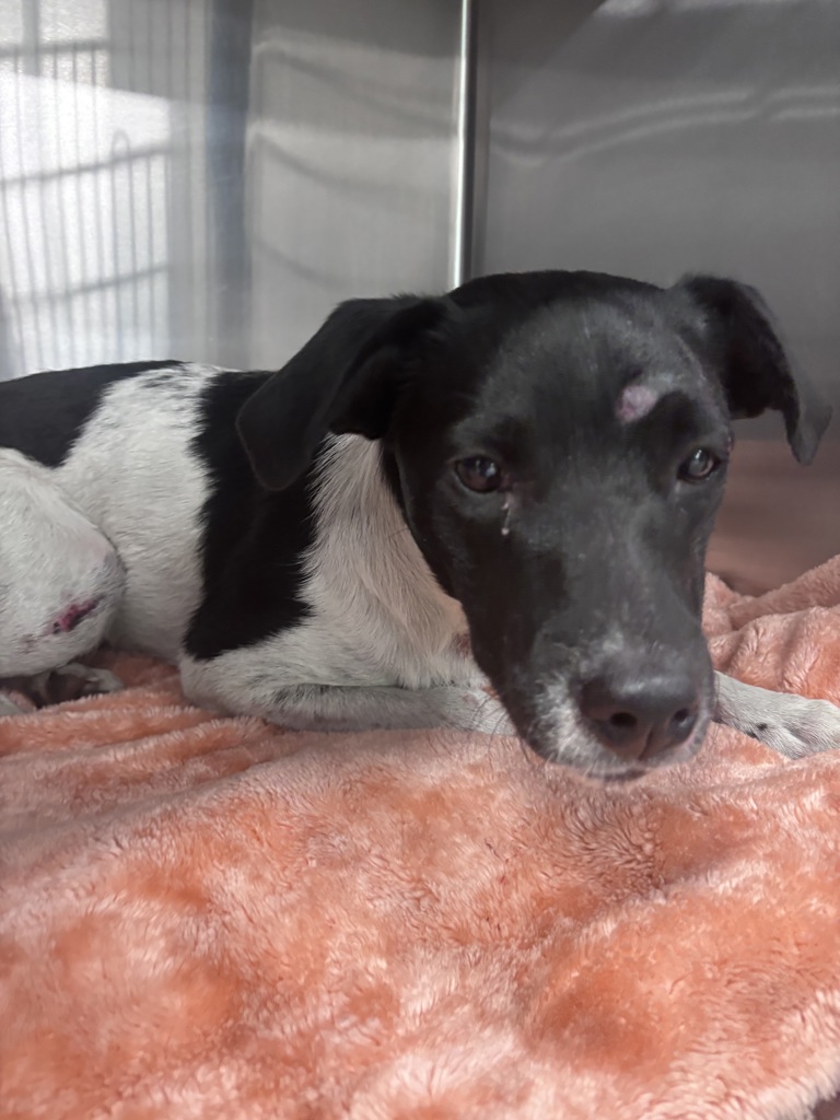 Shelter Stray Male Dog last seen Near 70th Street, La Mesa, CA, 91942, 5500 Gaines St, San Diego, CA 92110, USA