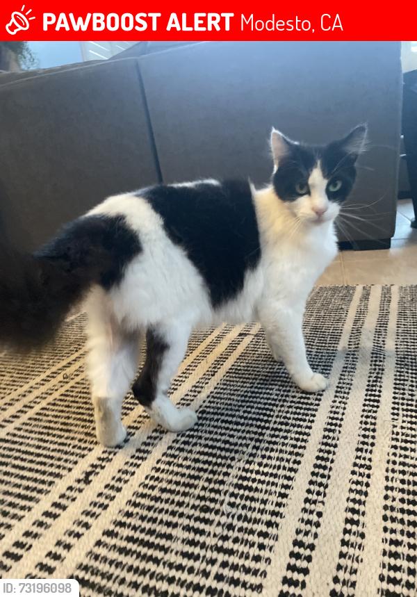 Lost Male Cat last seen Modesto Amtrak Station & The Grove Trailer Park., Modesto, CA 95357