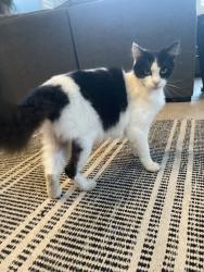 Lost Male Cat last seen Modesto Amtrak Station & The Grove Trailer Park., Modesto, CA 95357