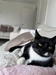 Lost Female Cat last seen RAF leeming, North Yorkshire, England DL7 9PW