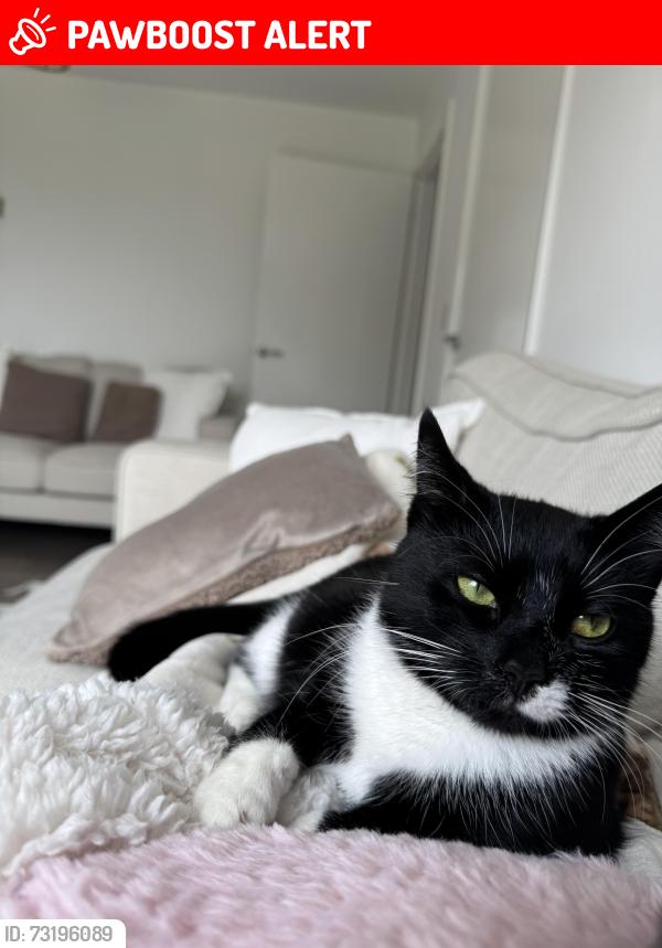 Lost Female Cat last seen RAF leeming, North Yorkshire, England DL7 9PW