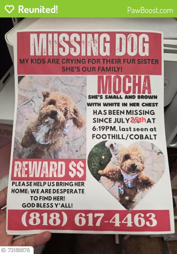Reunited Female Dog last seen Near Cobalt St, Sylmar, CA 91342, USA, Los Angeles, CA 91342