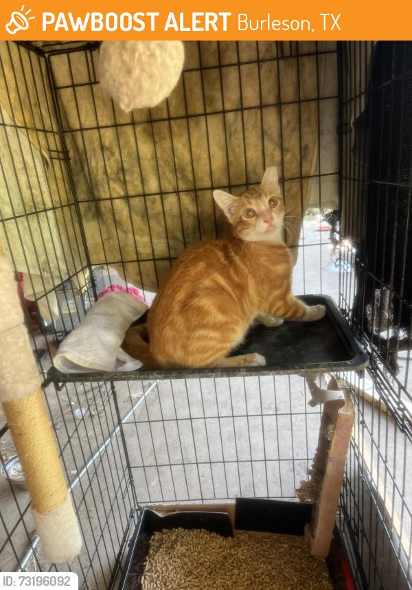 Found/Stray Male Cat last seen Taylor and Lorna, Burleson, TX 76028