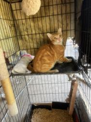 Found/Stray Male Cat last seen Taylor and Lorna, Burleson, TX 76028