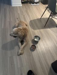 Reunited Male Dog last seen Vizcaya apmts, Houston, TX 77084