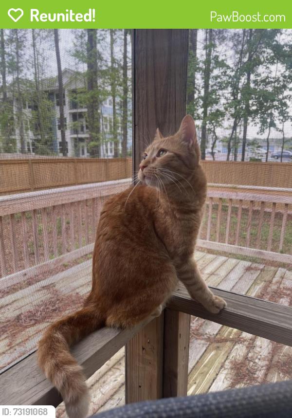 Reunited Male Cat last seen Windsor Hill Boulevard, North Charleston, SC 29420