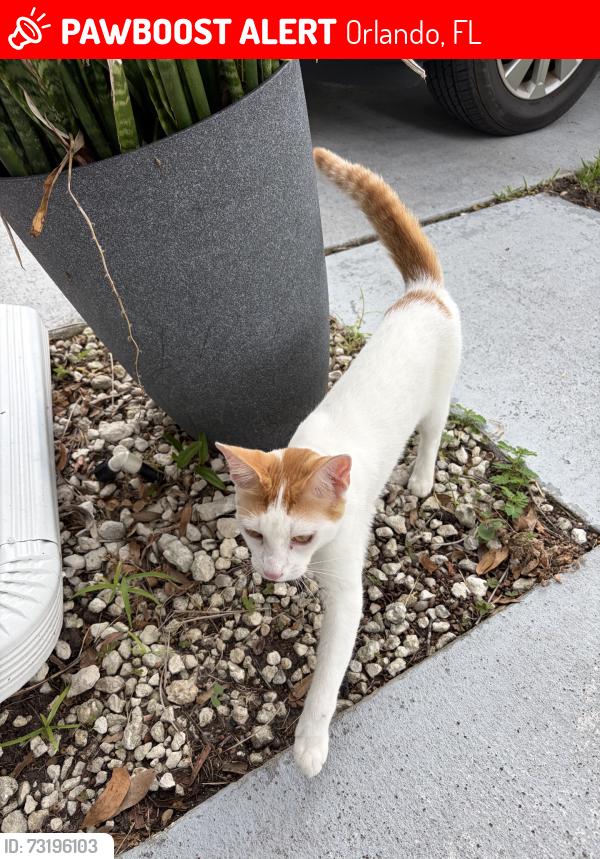 Lost Unknown Cat last seen Beacon park, Orlando, FL 32824