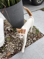 Lost Unknown Cat last seen Beacon park, Orlando, FL 32824