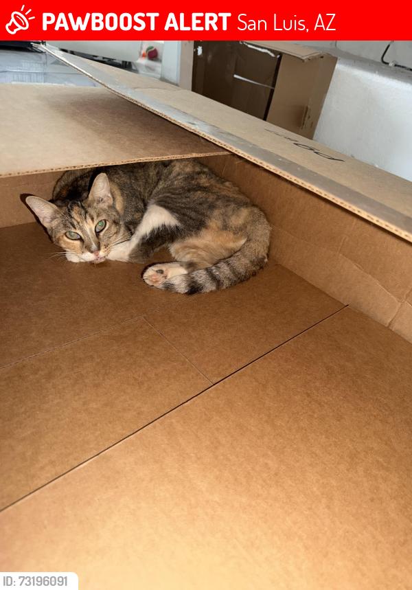Lost Female Cat last seen Gladiola dr, San Luis, AZ 85349