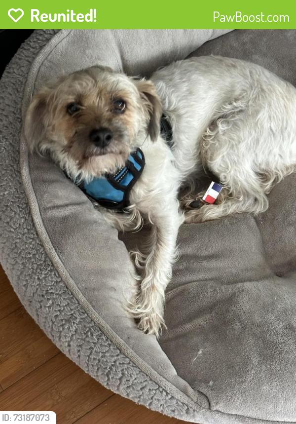 Reunited Male Dog last seen Terra Point. Cypress Point Lake State Neighborhood, Houston, TX 77429