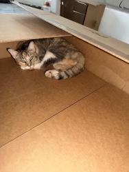 Lost Female Cat last seen Gladiola dr, San Luis, AZ 85349