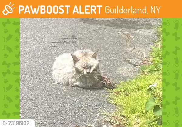 Found/Stray Unknown Cat last seen E. Old State Rd, Guilderland, NY 12303