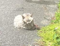 Found/Stray Unknown Cat last seen E. Old State Rd, Guilderland, NY 12303