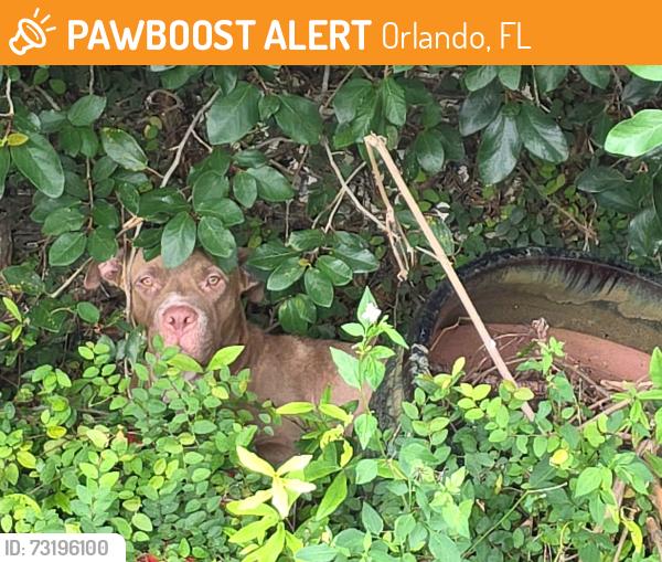 Found/Stray Male Dog last seen Lake Vilma dr, Orlando, FL 32835