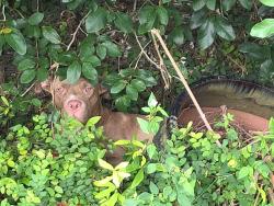 Found/Stray Male Dog last seen Lake Vilma dr, Orlando, FL 32835