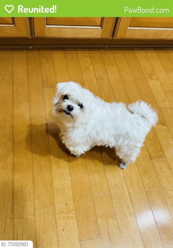 Reunited Male Dog last seen Cottrell Dr. and Canara Ct, Flower Mound, TX 75022