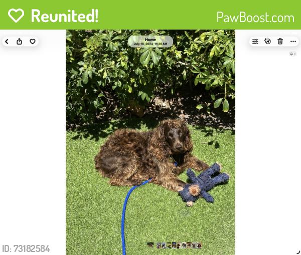 Reunited Female Dog last seen Near south county and via viscaya, Palm Beach, FL 33480