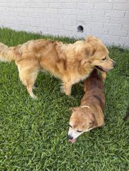 Found/Stray Unknown Dog last seen Between Mesa De and Greenlee Dr, Killeen, TX 76542