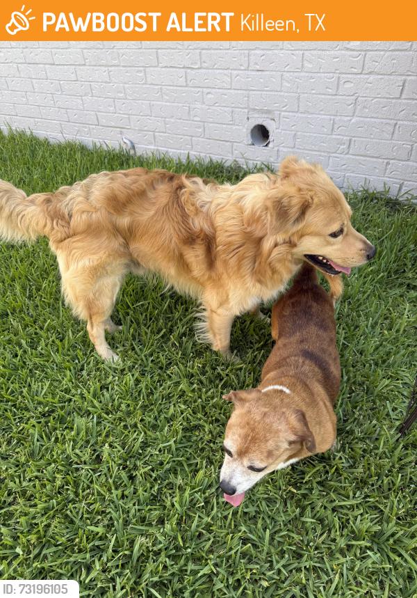 Found/Stray Unknown Dog last seen Between Mesa De and Greenlee Dr, Killeen, TX 76542