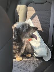 Reunited Male Dog last seen Lawrence and North Kenton, Chicago, IL 60630