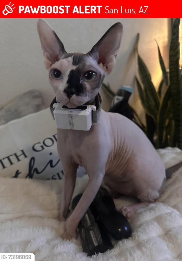 Lost Female Cat last seen Last seen near W Canal Dr & N Orquidea Ave, San Luis, AZ 85336., San Luis, AZ 85349